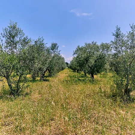Degli Ulivi Alezio